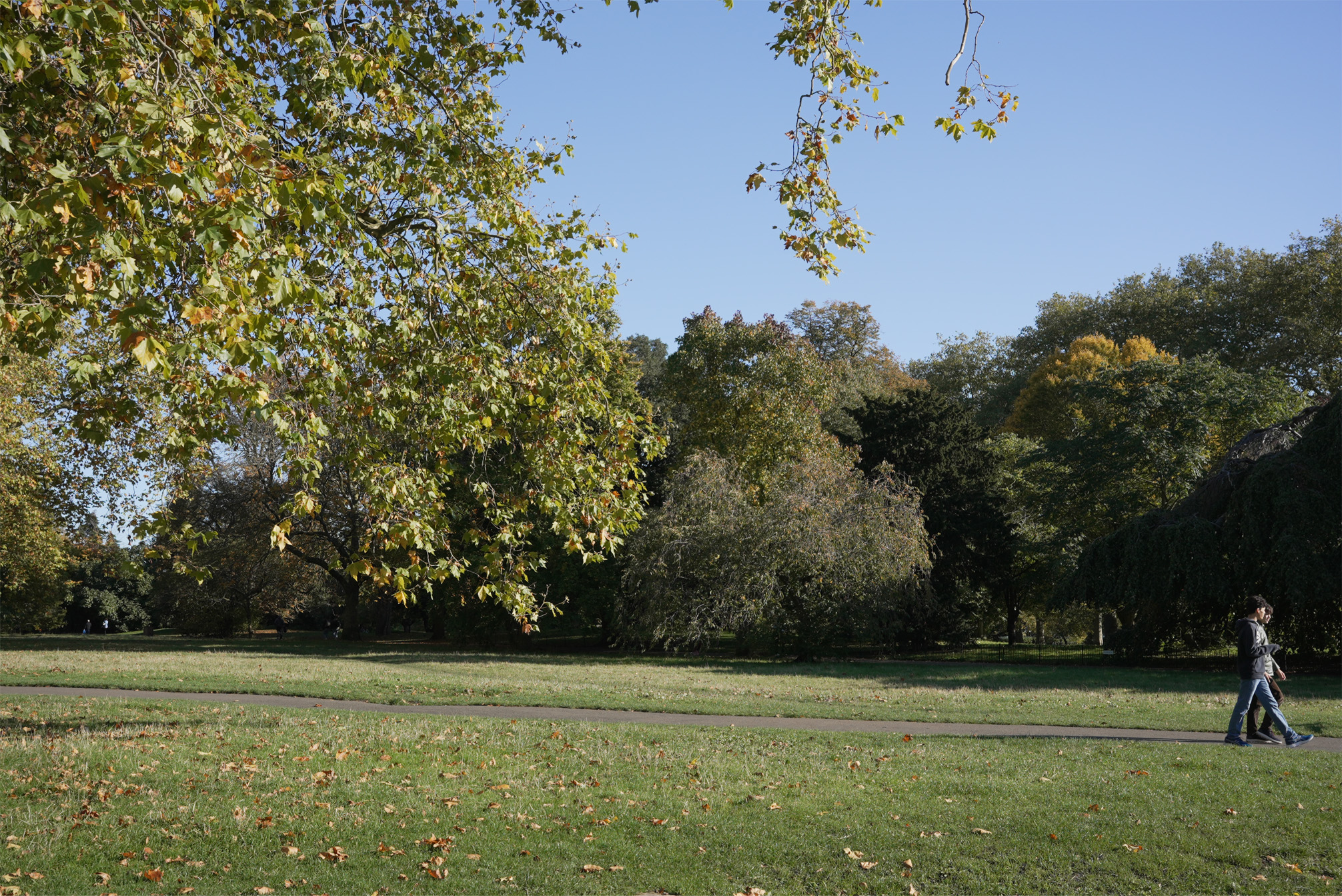 A green grass, with trees framing the side, with someone walking.